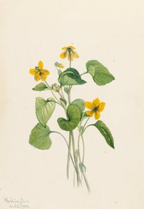 Pürüzsüz Sarı Menekşe Viola eriocarpa, 1919. by Mary Vaux Walcott