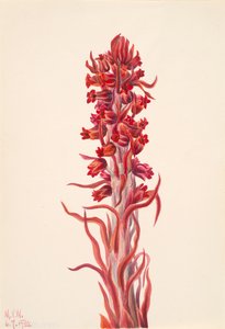 Kar Bitkisi Sarcodes sanguinea, 1930. by Mary Vaux Walcott