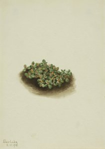 Kar Söğüdü (Salix nivalis) by Mary Vaux Walcott