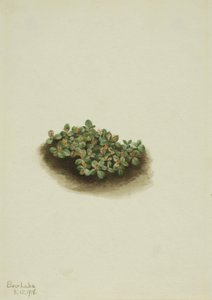 Kar Söğüt Salix nivalis, 1918. by Mary Vaux Walcott