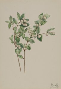  by Mary Vaux Walcott