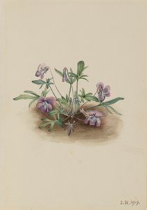  by Mary Vaux Walcott