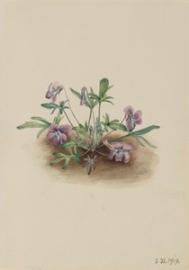 Güney Sahili Menekşe Viola septemloba, 1919. by Mary Vaux Walcott