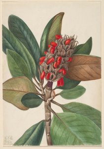 Güney Manolyası (Magnolia grandiflora) by Mary Vaux Walcott