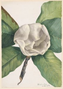  by Mary Vaux Walcott
