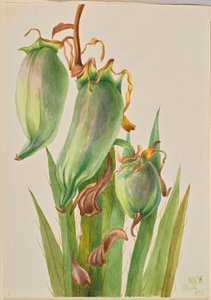 by Mary Vaux Walcott