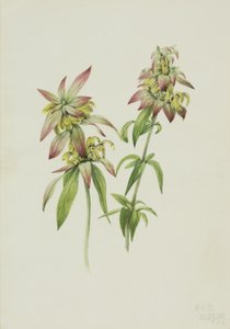  by Mary Vaux Walcott