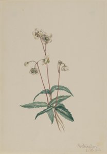  by Mary Vaux Walcott