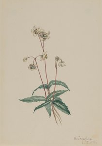 Benekli Pipsissewa Chimaphila maculata, 1918. by Mary Vaux Walcott