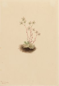Benekli saxifragae saxifraga Baronchialis, ೧೯೦೩. by Mary Vaux Walcott