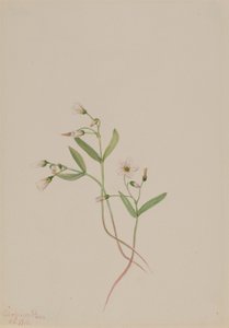  by Mary Vaux Walcott