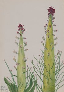 Squaw-Lahana Caulanthus inflatus, 1935 by Mary Vaux Walcott