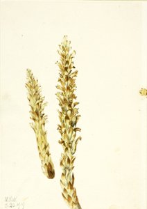 Squawroot Conopholis americana, 1919. by Mary Vaux Walcott