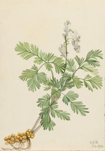  by Mary Vaux Walcott