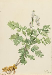 Sincap Mısır Bikukulla canadensis, 1920 by Mary Vaux Walcott