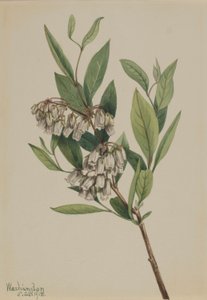  by Mary Vaux Walcott