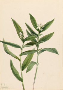  by Mary Vaux Walcott