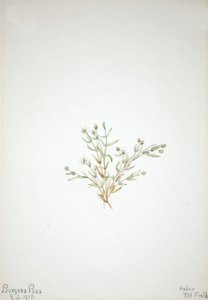 Steleria leata, 1917. by Mary Vaux Walcott