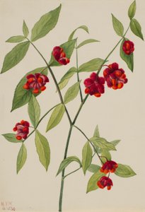 by Mary Vaux Walcott