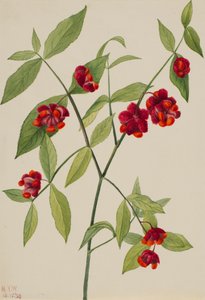 Çilek Çalı-Kalpler Aşk Euonymus Americanus ile Bustin