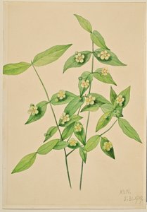 Çilek Çalısı (Euonymus americanus) by Mary Vaux Walcott
