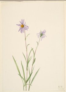 Bataklık Aster