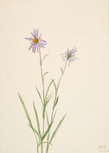 Bataklık Aster Aster paludosus, 1922. by Mary Vaux Walcott