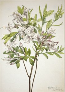  by Mary Vaux Walcott