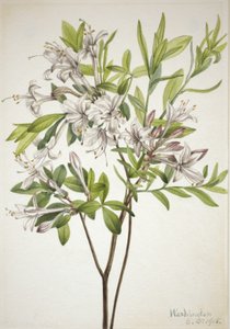 Bataklık Açelya Açelya viskosu, 1918. by Mary Vaux Walcott