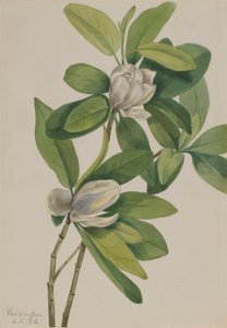 Bataklık Manolyası (Magnolia virginiana) by Mary Vaux Walcott