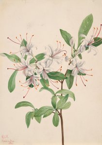 Tatlı Açelya Açelya arborescens, 1921. by Mary Vaux Walcott