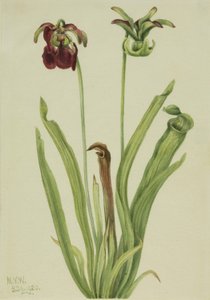  by Mary Vaux Walcott