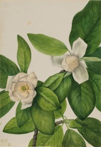  by Mary Vaux Walcott