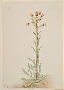  by Mary Vaux Walcott