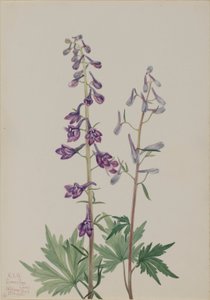  by Mary Vaux Walcott