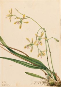 by Mary Vaux Walcott