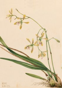 Epidendrum tampense Tampa, 1919 by Mary Vaux Walcott