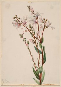 Katran çiçeği (Befaria racemosa) by Mary Vaux Walcott