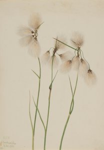  by Mary Vaux Walcott