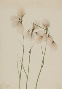 Püskül Cottongrass Eriophorum angustifolium, 1920. by Mary Vaux Walcott