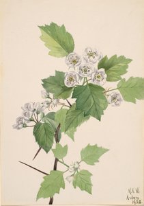 Çalılık Alıç Crataegus koksinea, 1922. by Mary Vaux Walcott