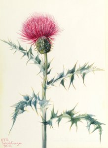  by Mary Vaux Walcott