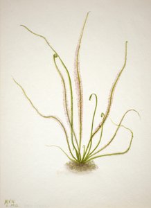 İplik Yaprak Sundew Drosera rotundifolia, 1933. by Mary Vaux Walcott