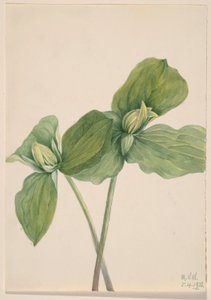  by Mary Vaux Walcott