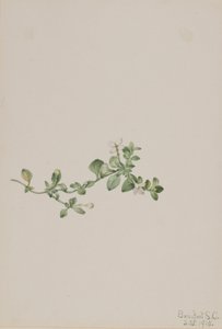  by Mary Vaux Walcott