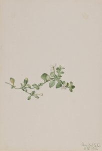 Sondaki Houstonia Houstonia procumbens, 1918. by Mary Vaux Walcott