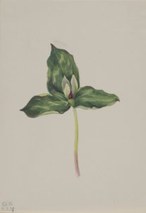  by Mary Vaux Walcott