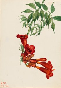  by Mary Vaux Walcott