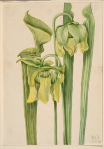 Trompet yaprağı (Sarracenia flava) by Mary Vaux Walcott