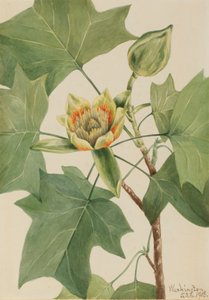 Lale Ağacı Liriodendron tulipifera, 1918. by Mary Vaux Walcott